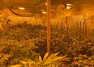 Grow Room Climate